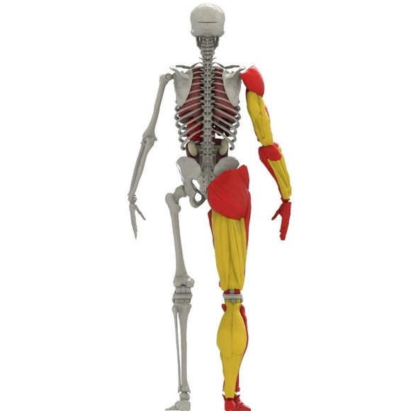 Science to the Max Interactive 14" Human Body. - Picture 4 of 5